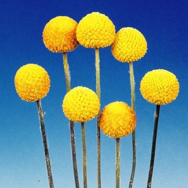 種 花たね クラスペディア  1袋（50mg）