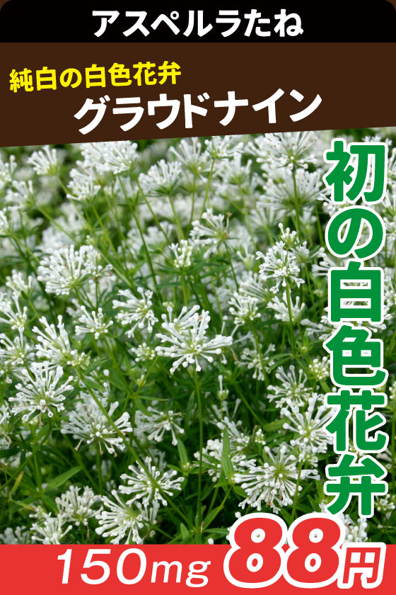 アスペルラ クラウドナイン