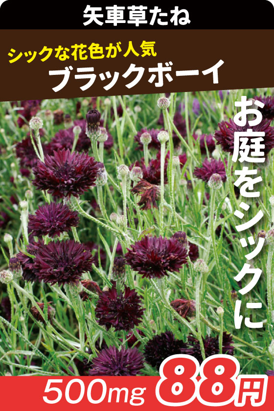 矢車草 ブラックボーイ