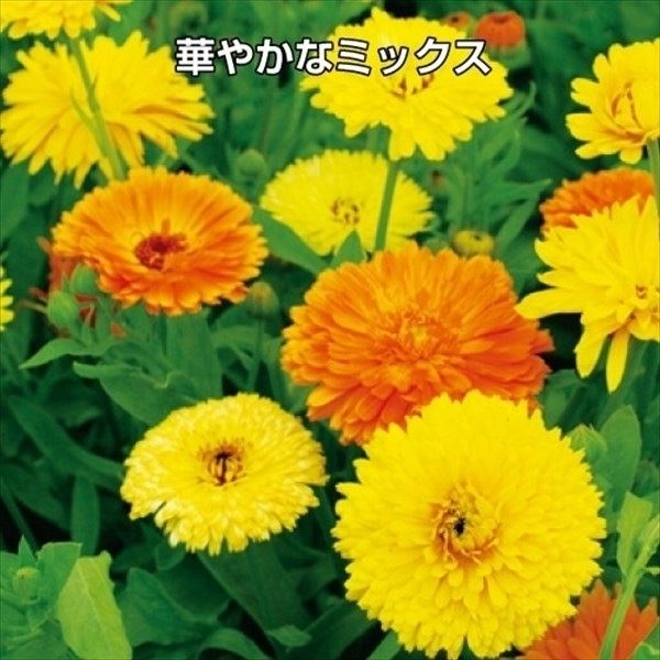 種 花たね キンセンカ パシフィック混合  1袋（2000mg）