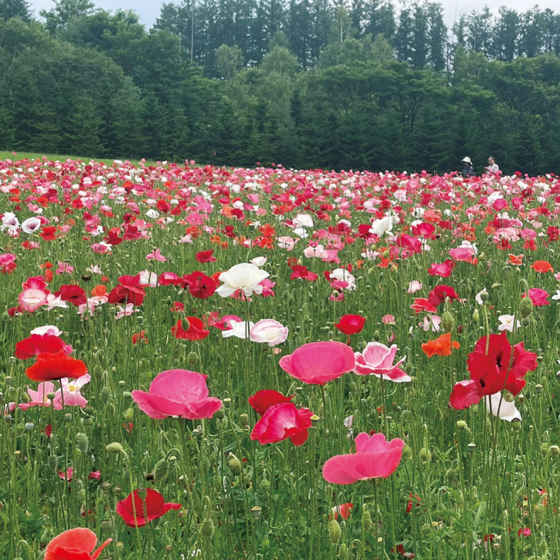 種 花たね ポピー 虞美人草混合  1袋（100mg）