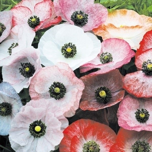 種 花たね ポピー 虞美人草パール混合  1袋（60mg）