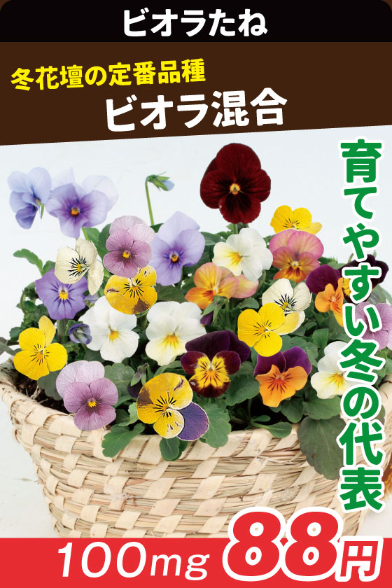 ビオラ混合