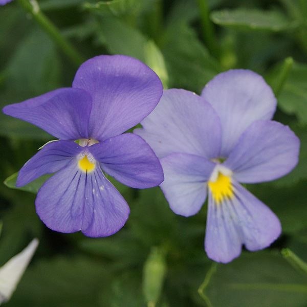 種 花たね ビオラ ブルー  1袋（70mg）
