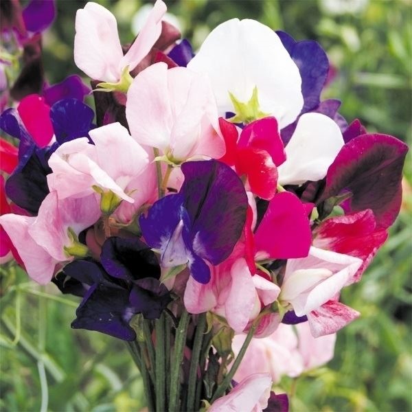 種 花たね 芳香性スイートピー混合  1袋（800mg）