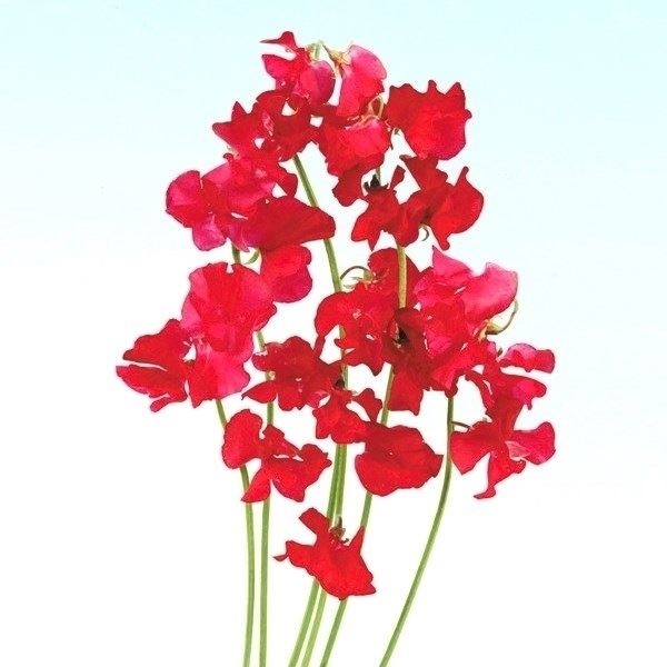 種 花たね スイートピー レッド  1袋（800mg）