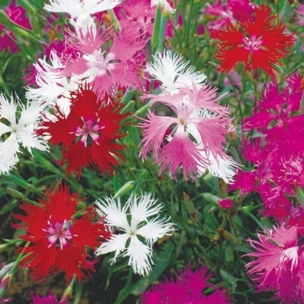 種 花たね ダイアンサス カワラナデシコ混合  1袋（200mg）