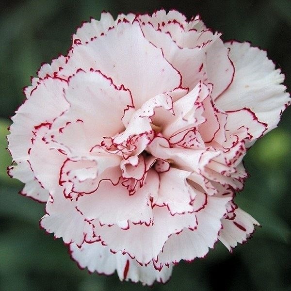種 花たね ダイアンサス カーネーション ベニグナ  1袋（200mg）