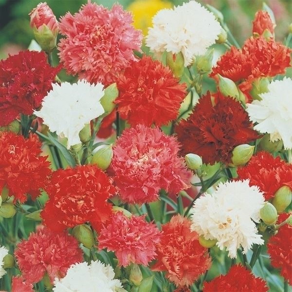 種 花たね カーネーション混合  1袋（200mg）