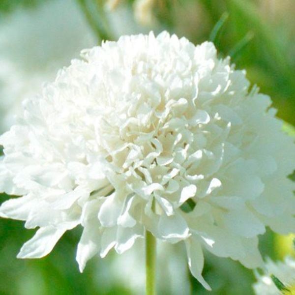 種 花たね スカビオサ ホワイト  1袋（300mg）