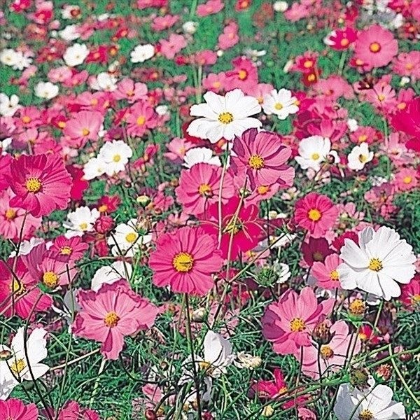 種 花たね コスモス 矮性コスモス混合  1袋（500mg）