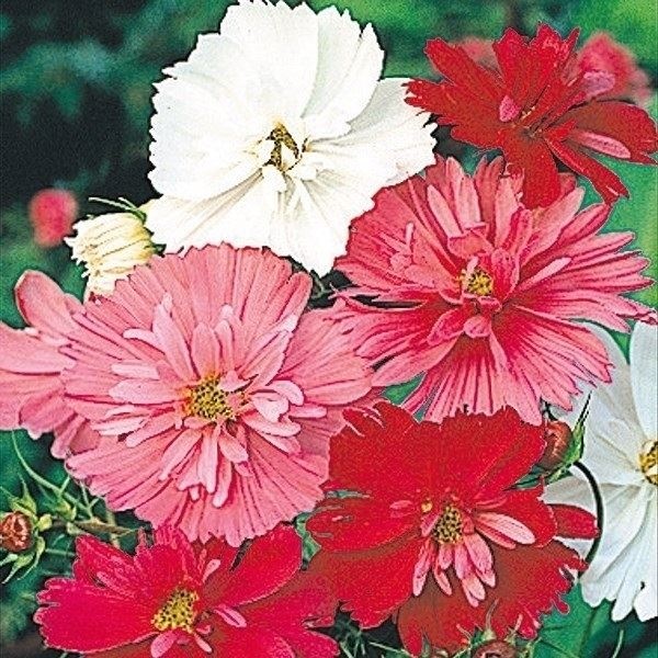 種 花たね コスモス 八重咲コスモス混合  1袋（500mg）