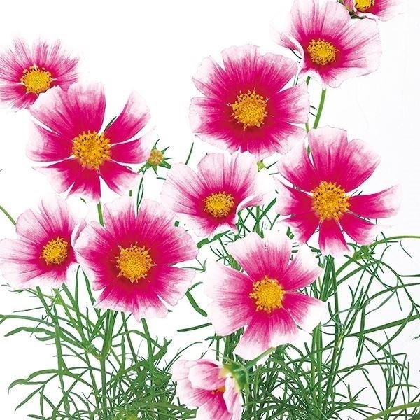種 花たね コスモス 日の丸  1袋（20粒）