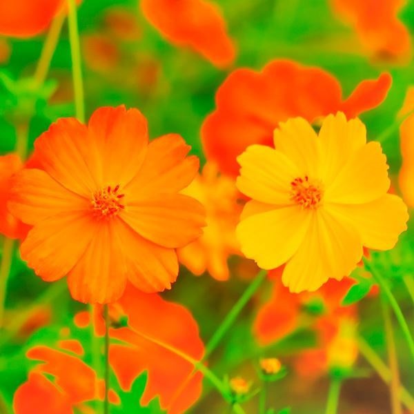 種 花たね 黄花コスモス  1袋（1000mg）