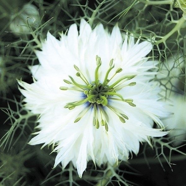 種 花たね ニゲラ ホワイト  1袋（1000mg）