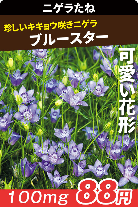 ニゲラ ブルースター