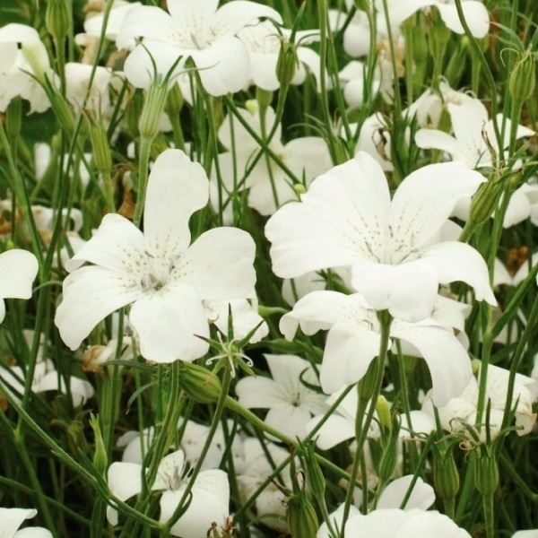 種 花たね アグロステンマ ホワイト  1袋（500mg）