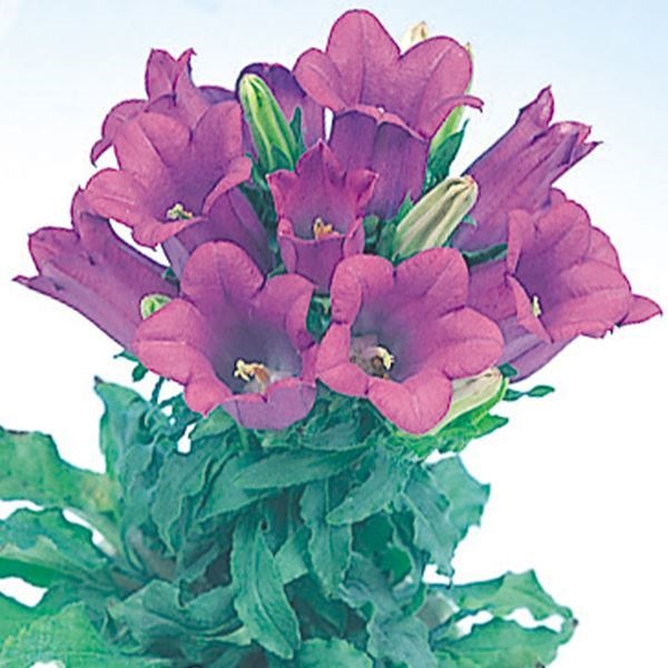 種 花たね つりがね草 ブルー  1袋（200mg）