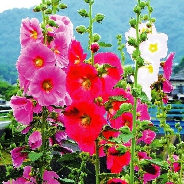 種 花たね タチアオイ 一重咲混合  1袋（300mg）