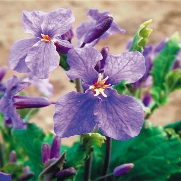 種 花たね 紫花菜  1袋（100粒）