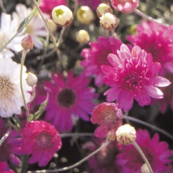 種 花たね キセランセマム八重咲混合  1袋（300mg）