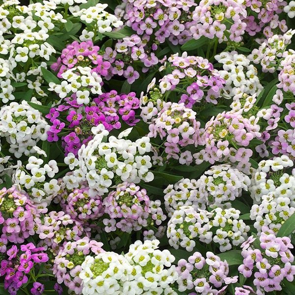 種 花たね アリッサム混合  1袋（100mg）