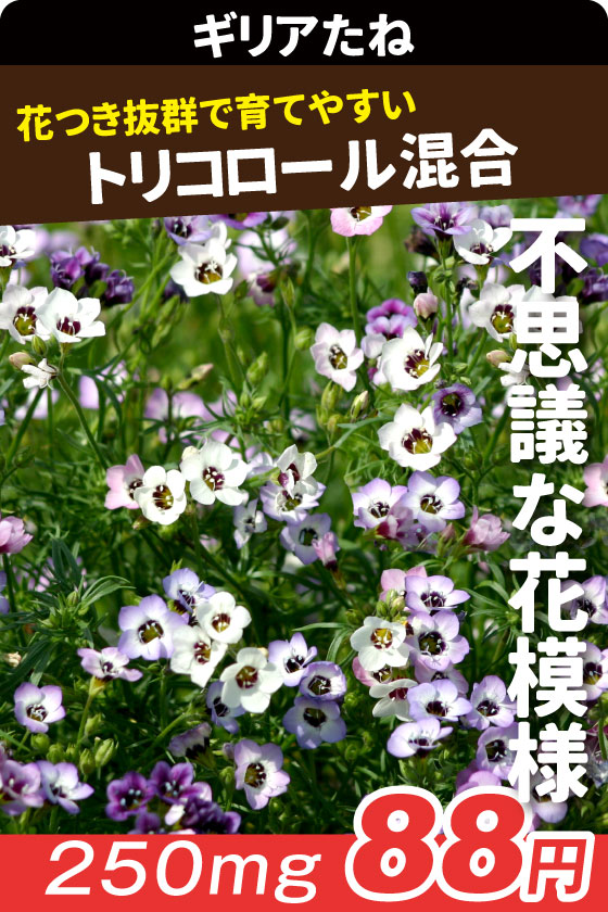 ギリア トリコロール混合