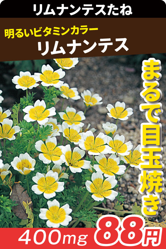 ビオラ混合