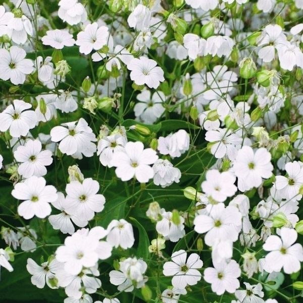 種 花たね サポナリア 白花  1袋（1000mg）