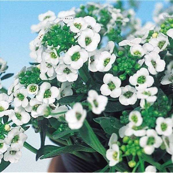 種 花たね アリッサム 白花  1袋（100mg）