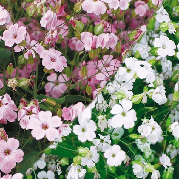 種 花たね サポナリア 混合  1袋（500mg）