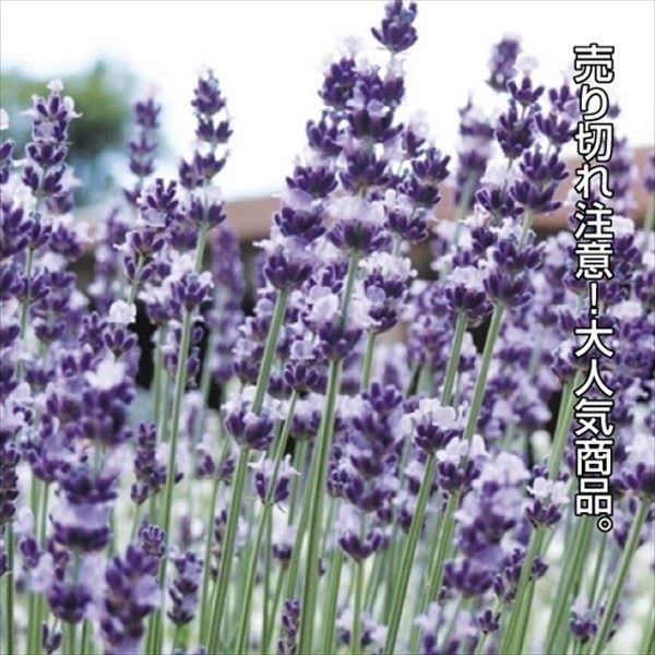 種 花たね イングリッシュラベンダー  1袋（150mg）