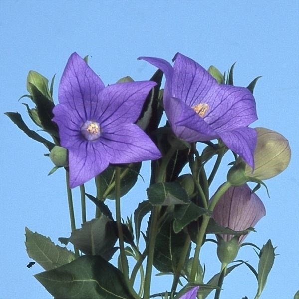種 花たね キキョウ 紫  1袋（60mg）