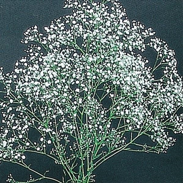種 花たね 宿根かすみ草  1袋（250mg）
