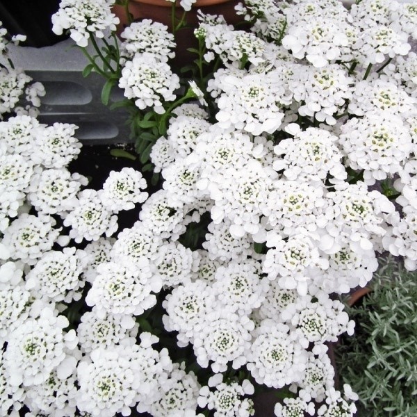 種 花たね 多年草 宿根イベリス  1袋（100mg）