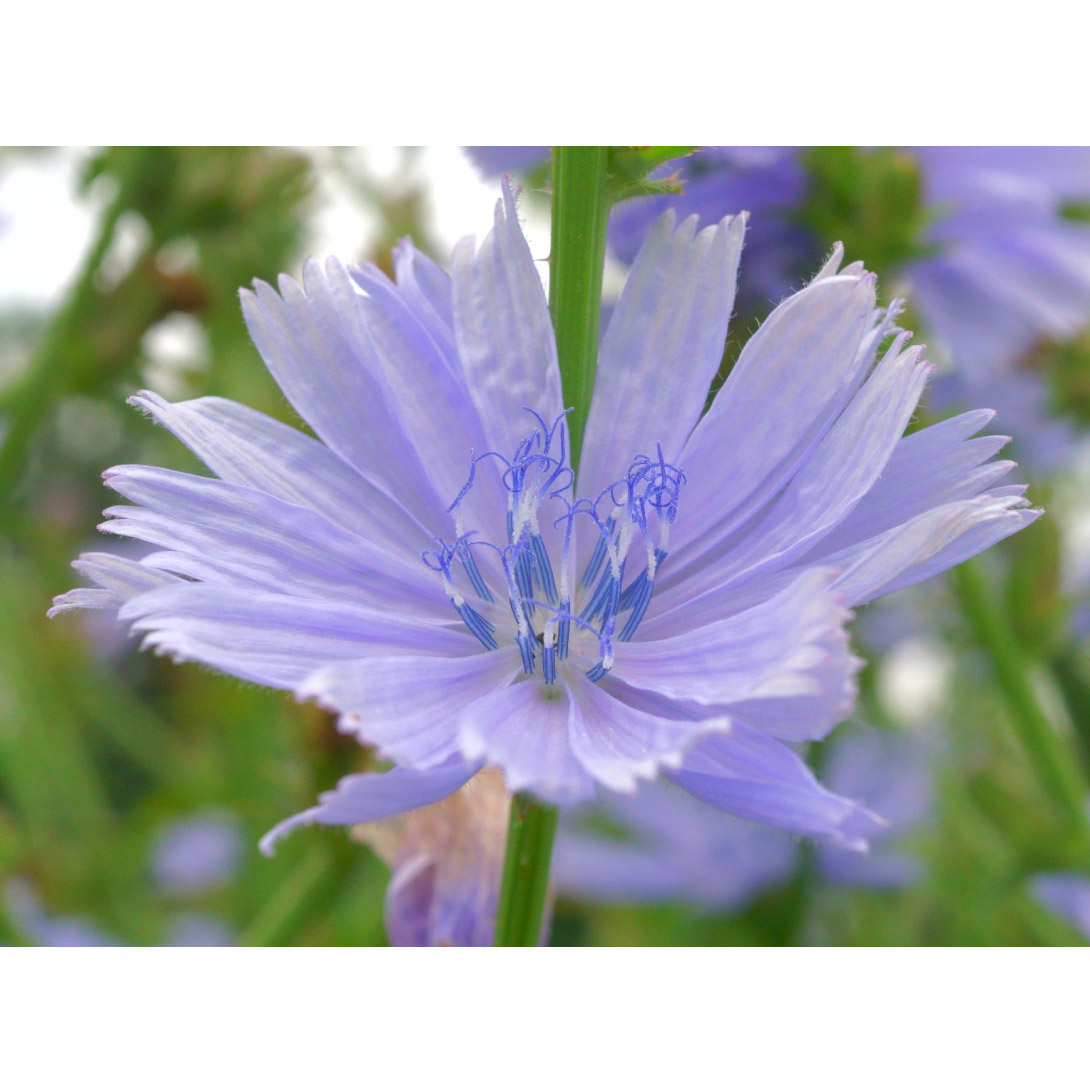 種 花たね チコリ 1袋（200mg）
