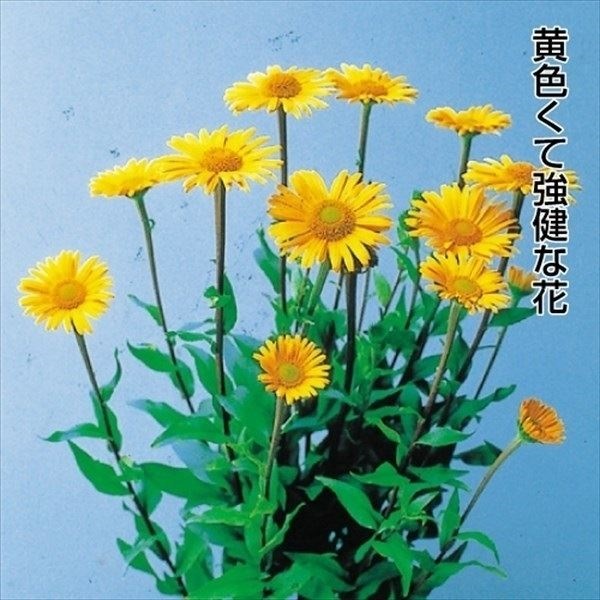 種 花たね 黄浜菊  1袋（20粒）