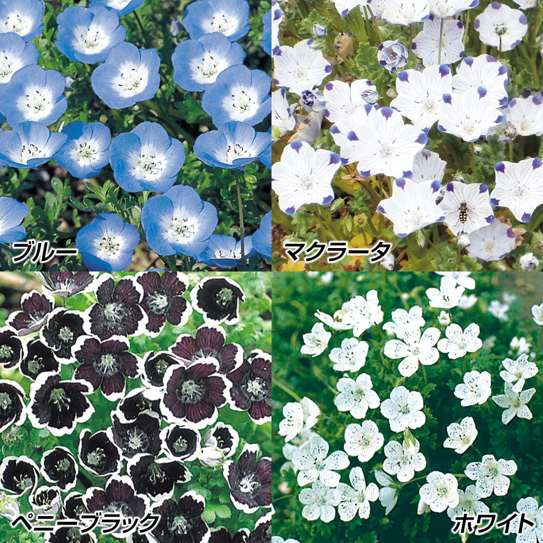 種 花たね ネモフィラセット 4種4袋