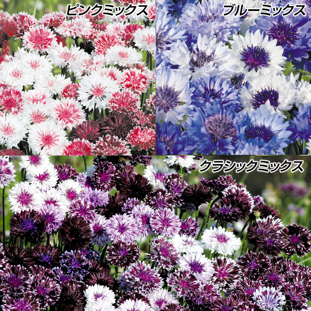 種 花たね 矢車草セット 3種3袋