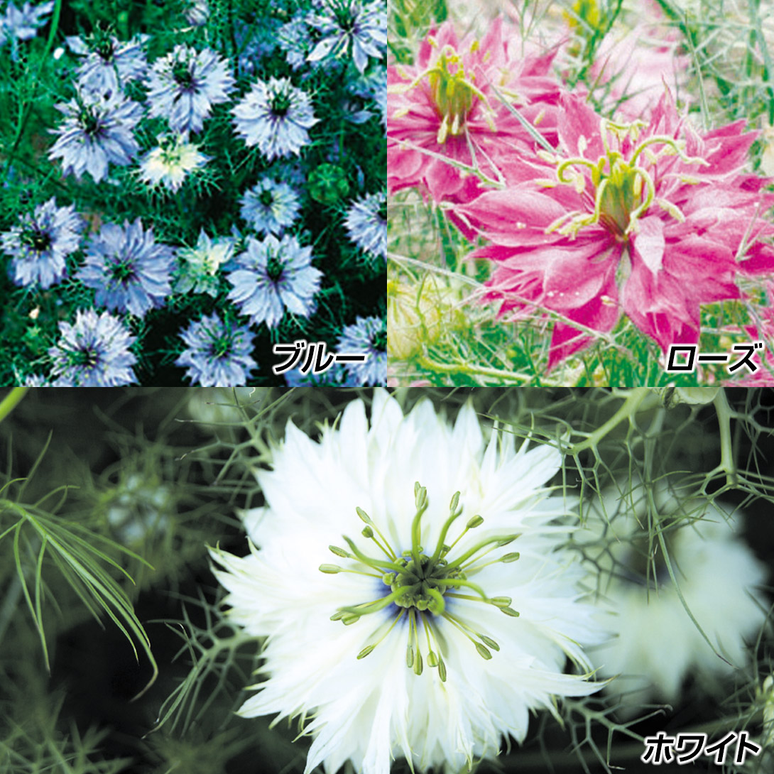 種 花たね ニゲラセット 3種3袋
