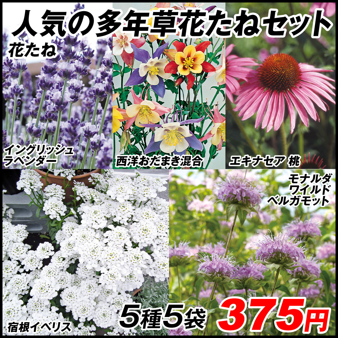 種 花たね 人気の多年草花たねセット 5種5袋