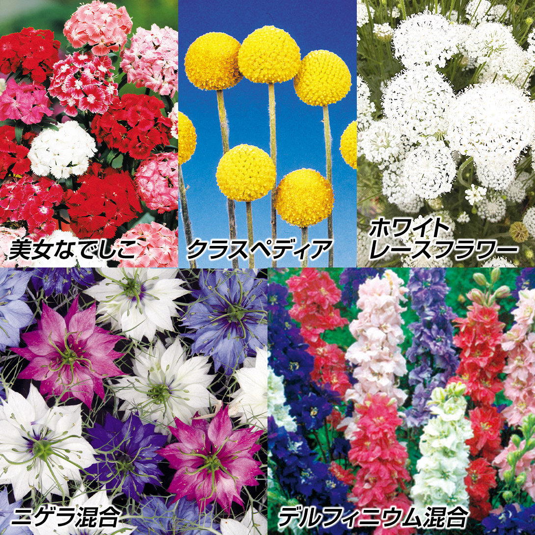 種 花たね 人気の切花向き花たねセット 5種5袋