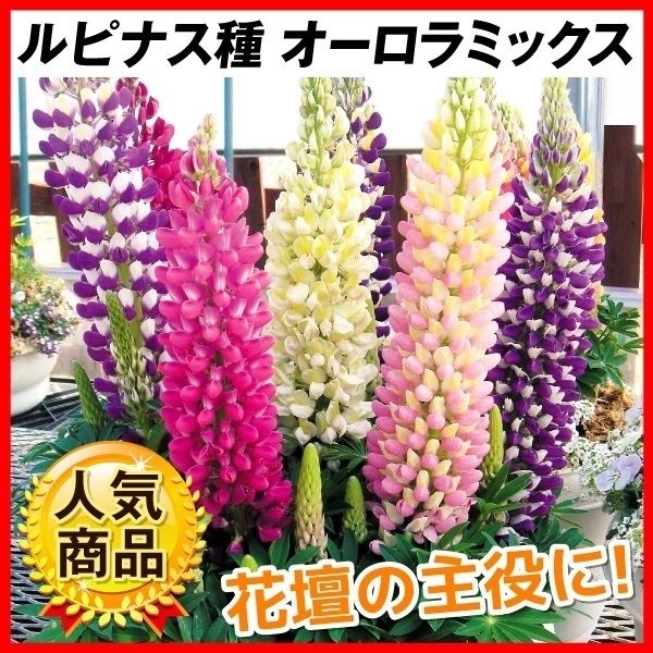 種 花たね ルピナスオーロラミックス  1袋（10粒）