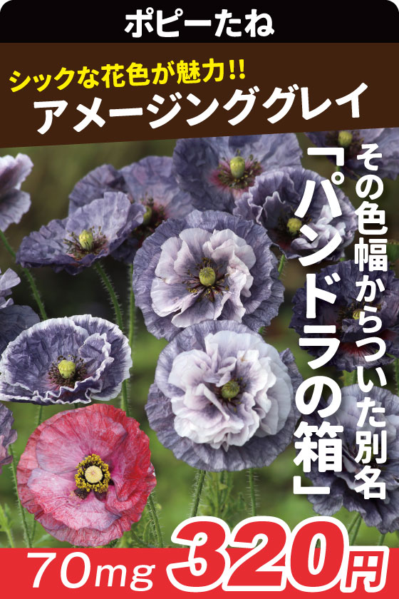 アメージンググレイ ポピー