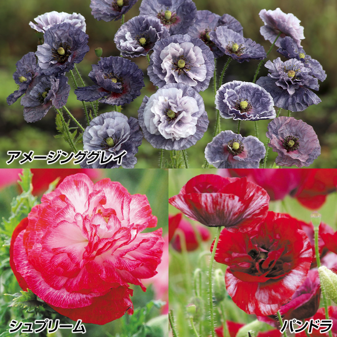 種 花たね ポピーセット 3種3袋