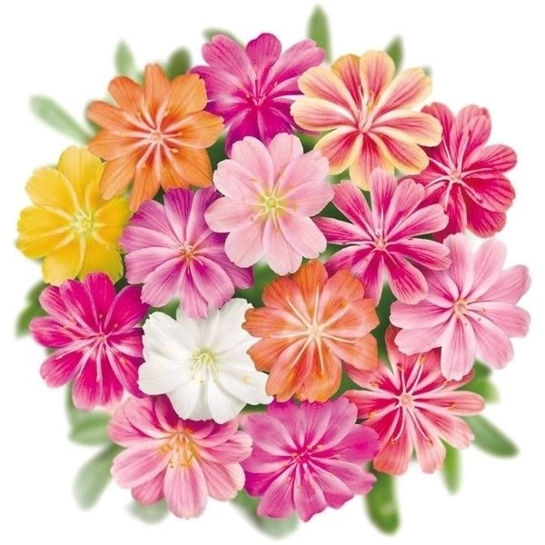 種 花たね レウィシア エリーゼミックス  1袋（15粒）