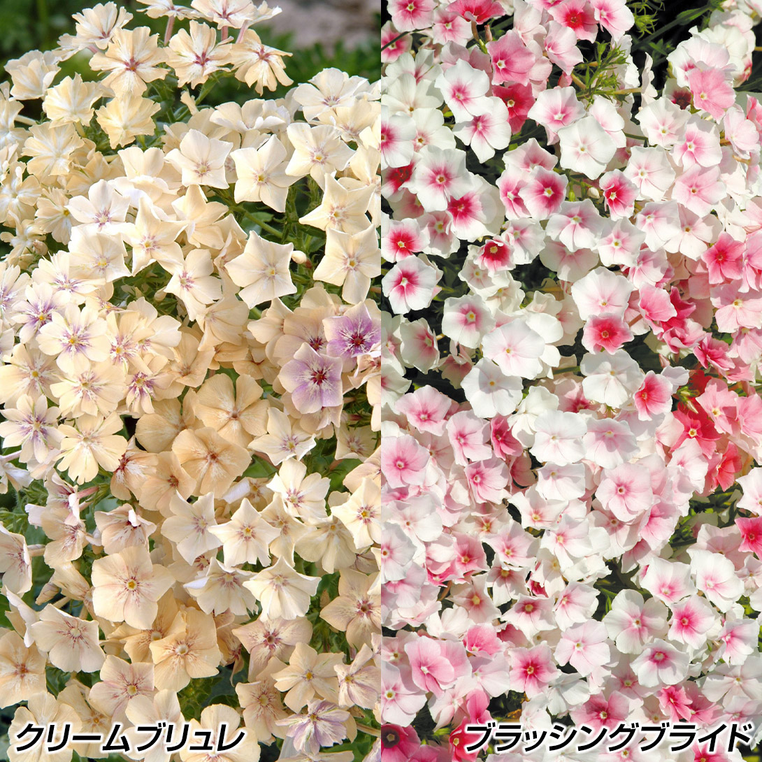 種 花たね フロックスセット 2種2袋