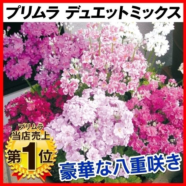 種 花たね プリムラ 八重咲サクラソウデュエットミックス  1袋（20粒）
