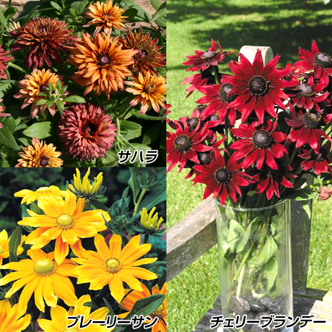 種 花たね 黄赤ルドベキアセット 3種3袋