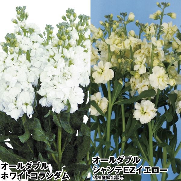 種 花たね ストック オールダブルセット 2種2袋